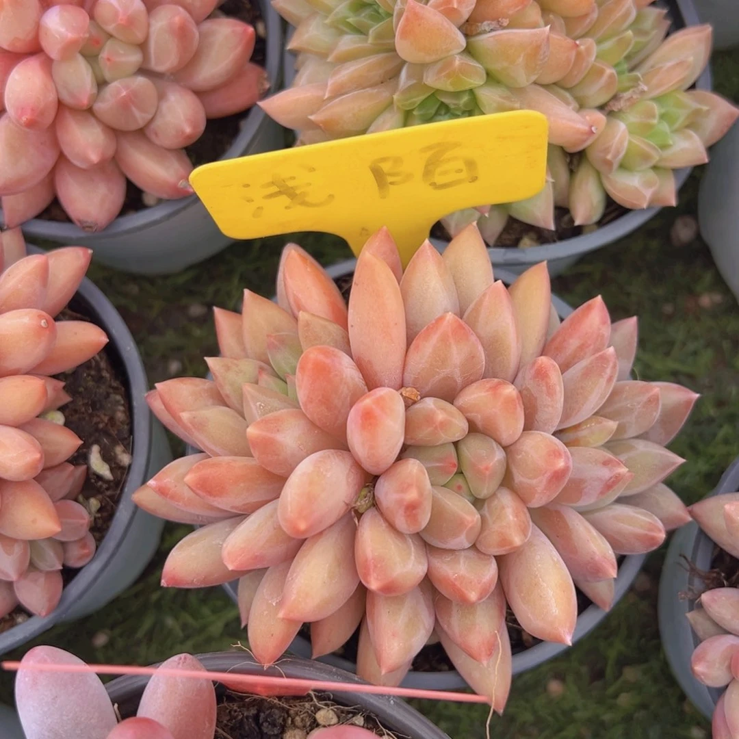 香玉的故事是一个人的故事