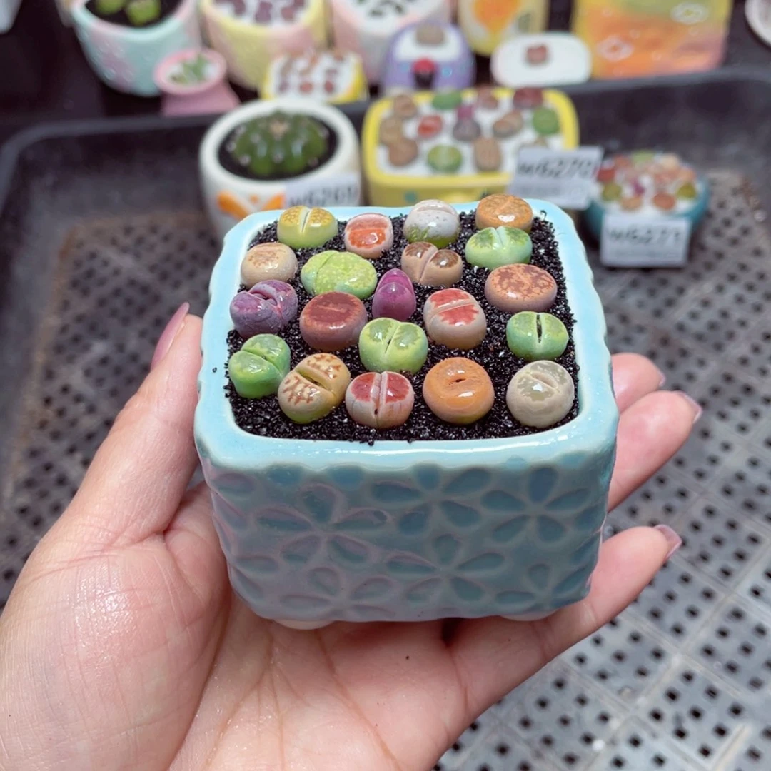 w6272 -零下地区拍保温箱-15支持寄养