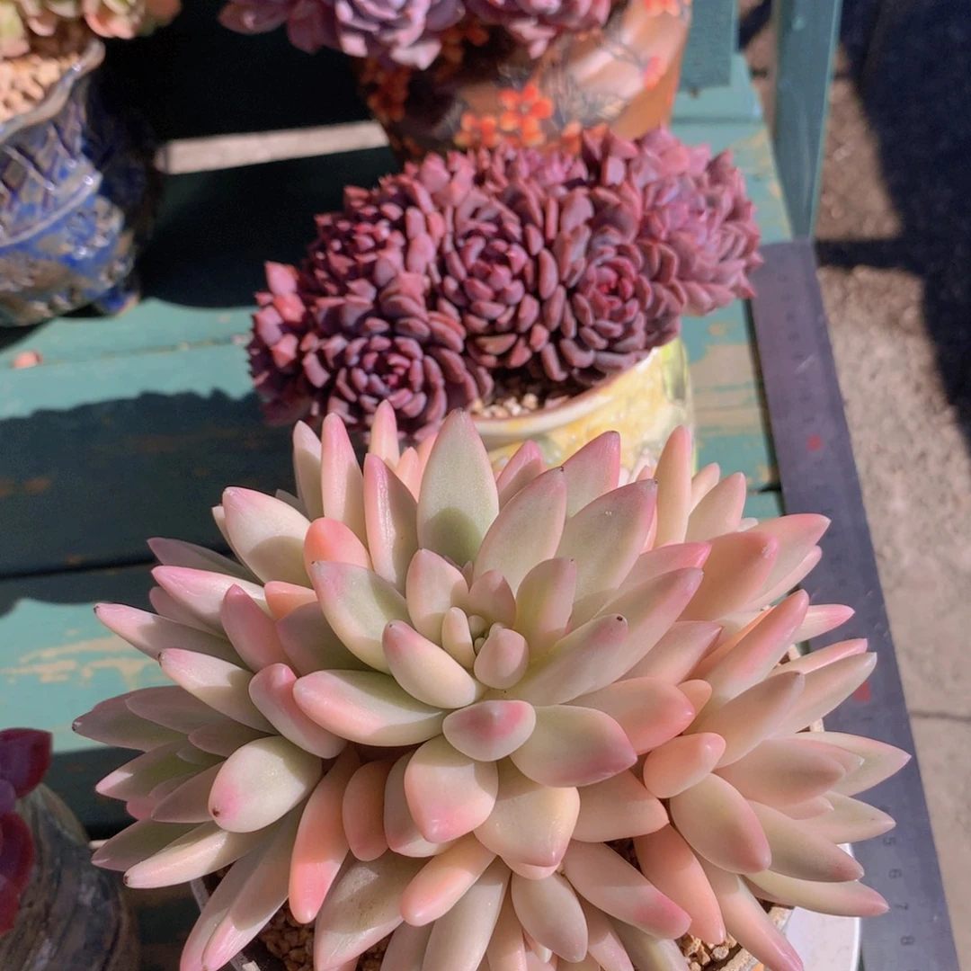 蜜桃啵啵自然群捧花