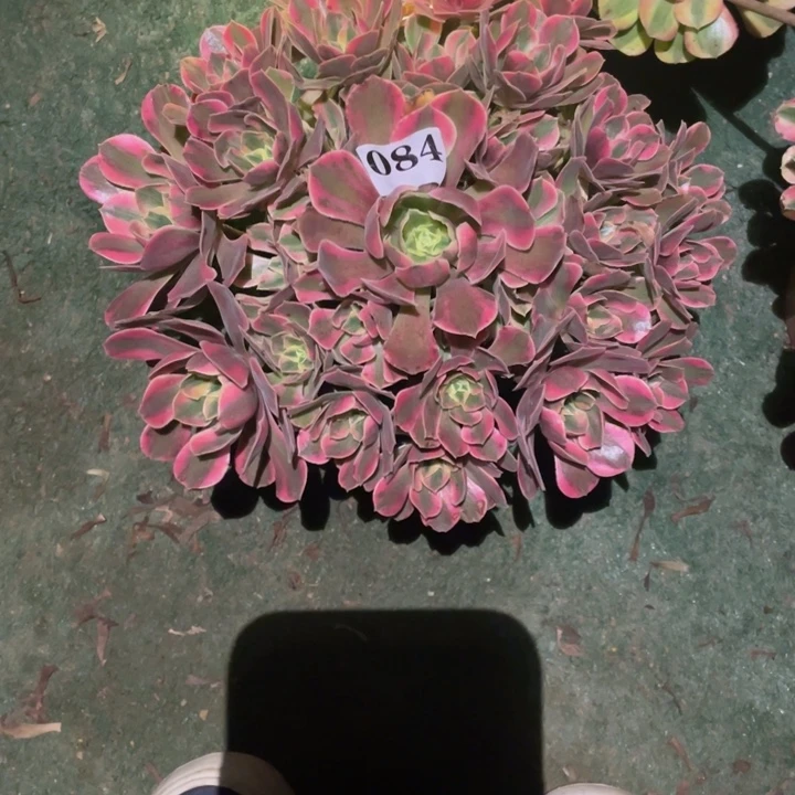 084号精品法师女妖