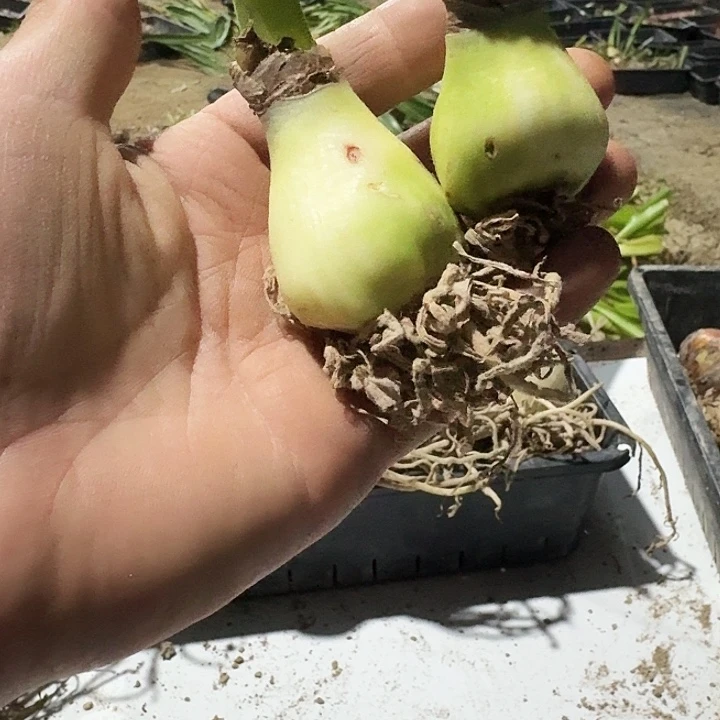 大乔朱顶红一棵3.0