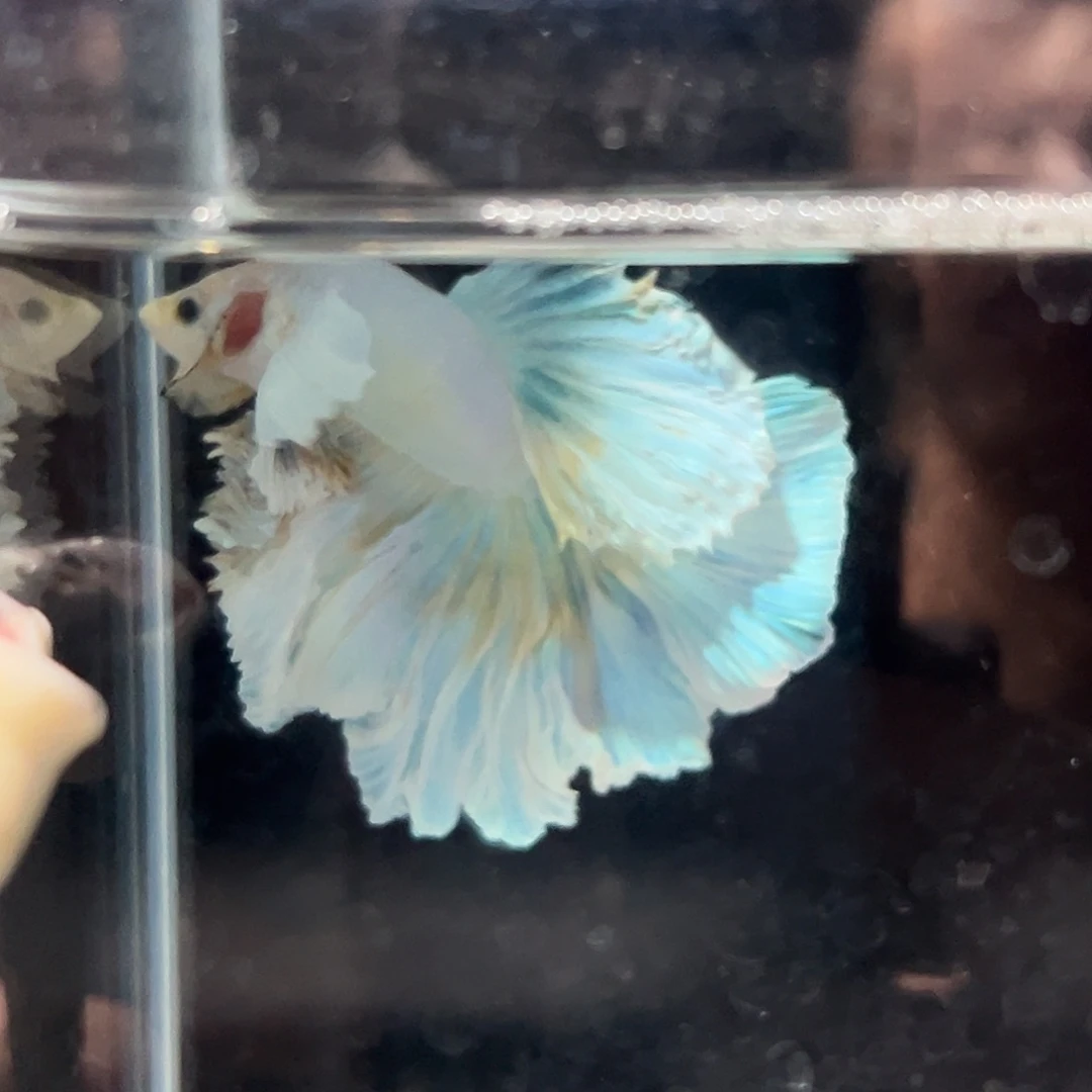 斗鱼8号小清新大耳羊毛卷