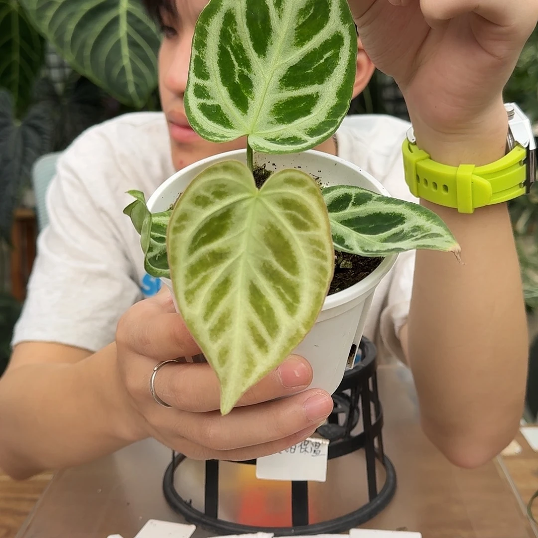 完全开放R114银虎杂白月光