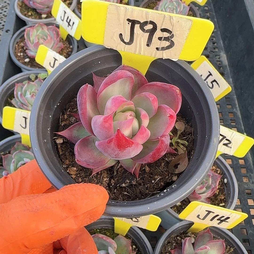 ?****J93惊鸿单头多肉