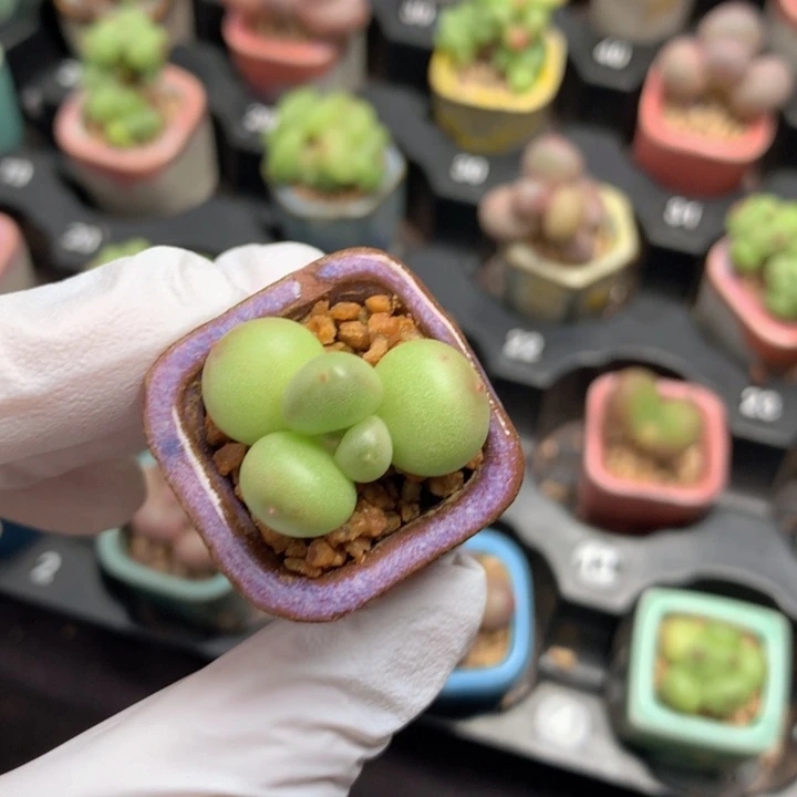 萤火虫 冰糖 单头 冰大胖