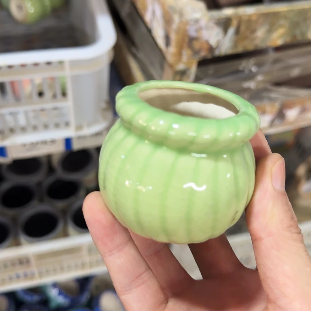 福利局绿植多肉盆［凑9元包邮24小时发］7027