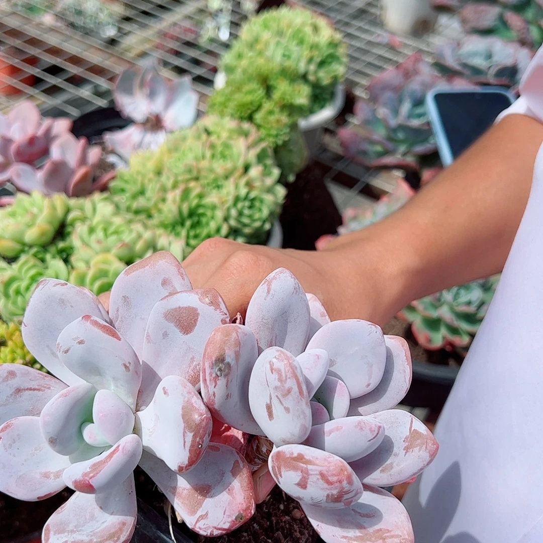 粉兔 双头起发 多肉植物