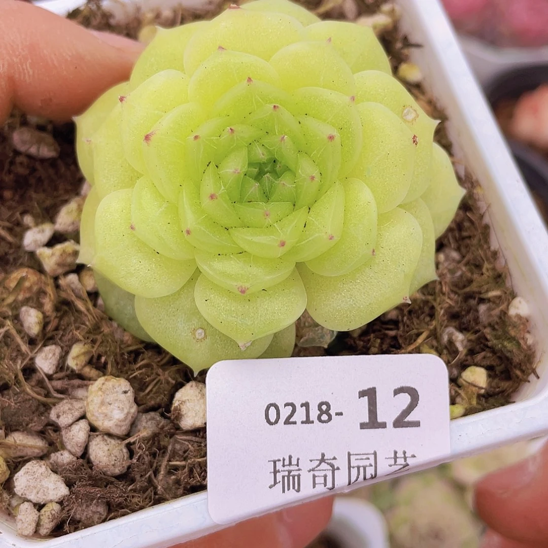 000000000000012量拍