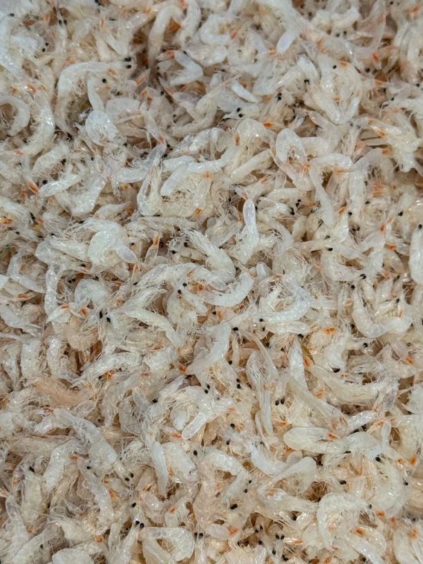 新货咸虾皮生晒即食美味甄选海鲜零食