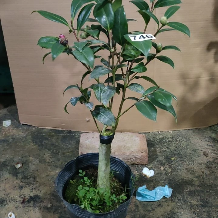 746美千，斑水屋，原盆原土发货