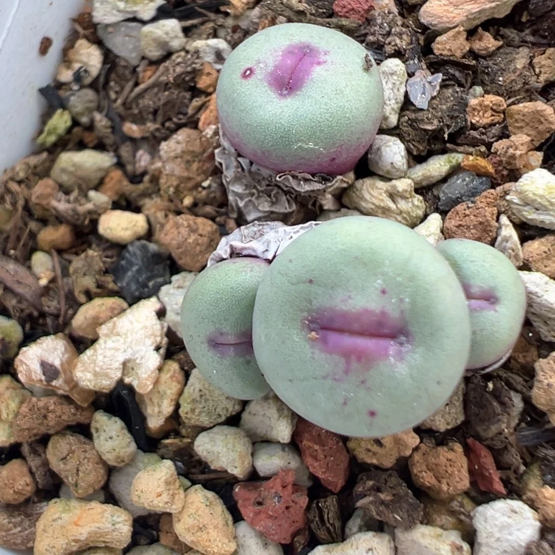 462号开播福利。