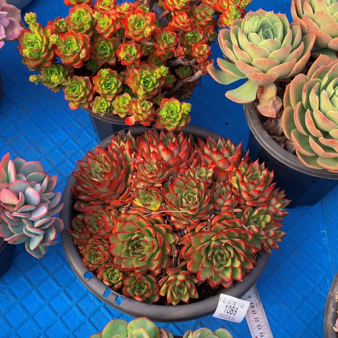 心**冰1088吉赛尔多肉