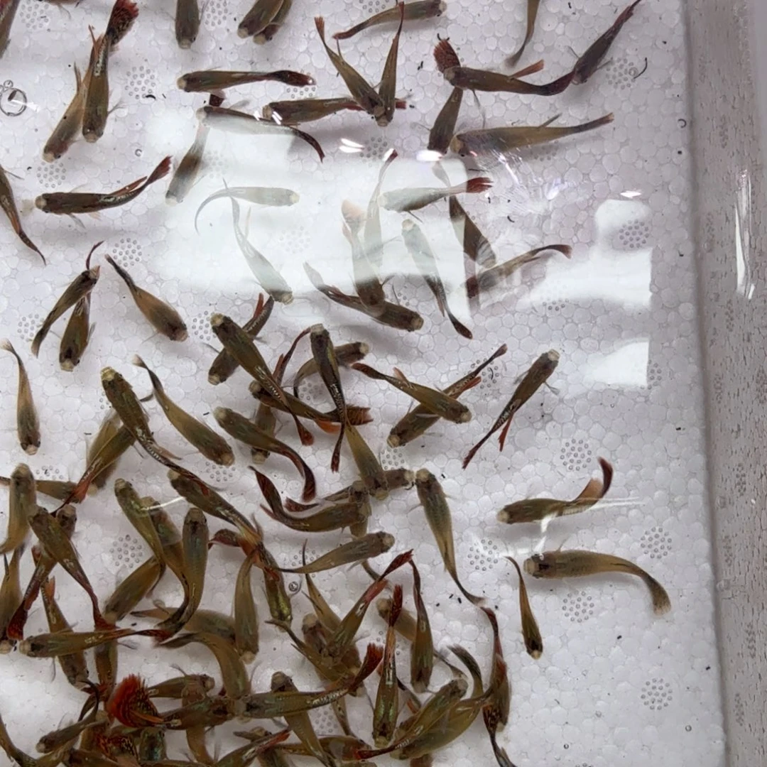 孔雀鱼七彩龙鳞苗子30条