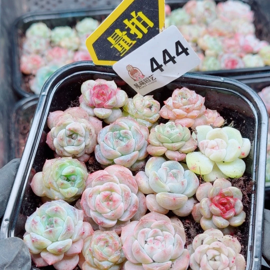 多肉植物多肉植物