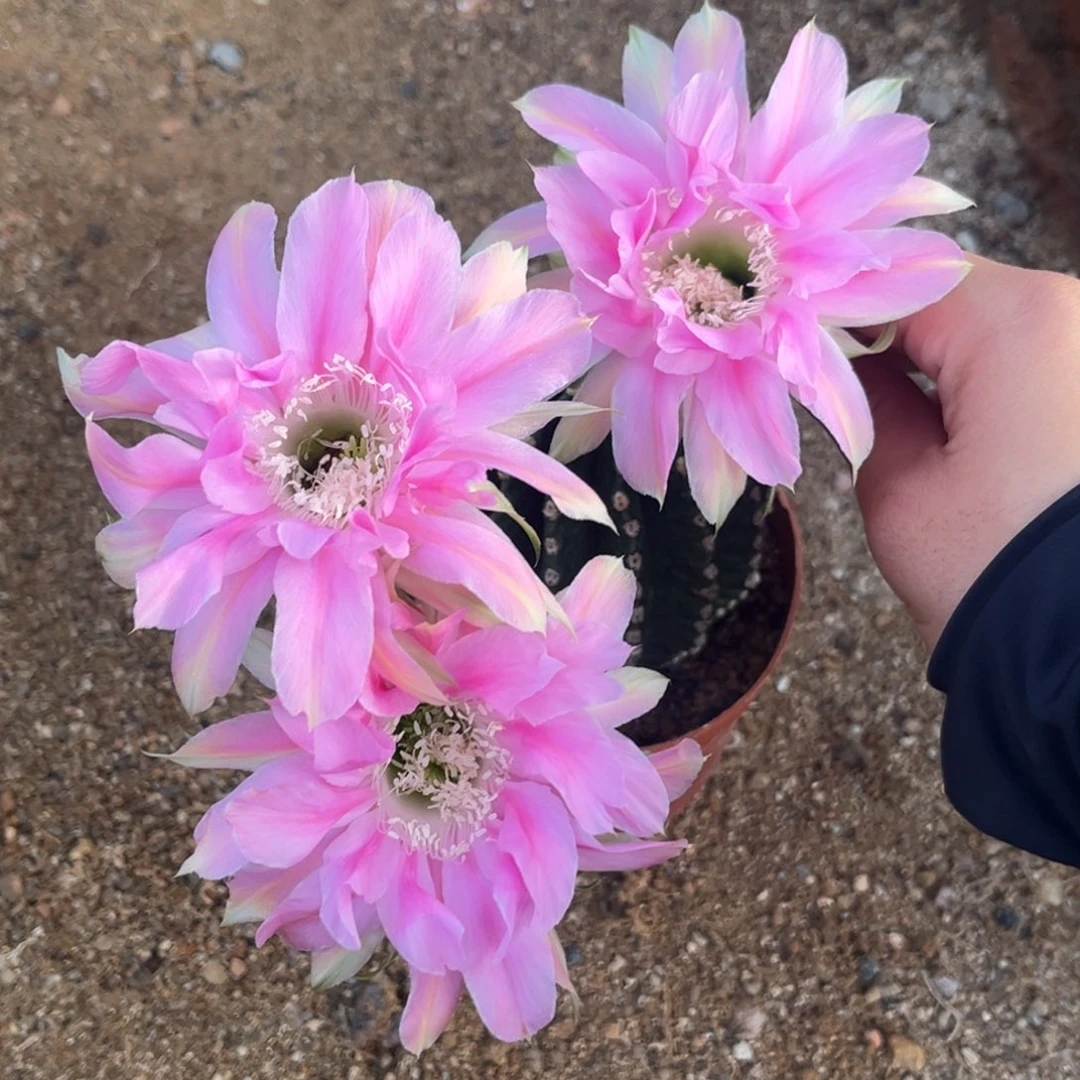 往***零实生黑金刚仙人球4