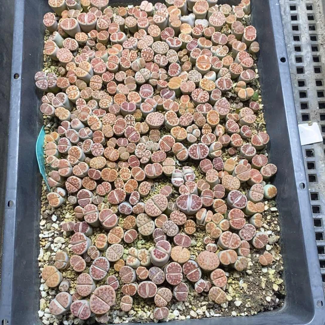 用****9127号多肉植物多肉植物多肉