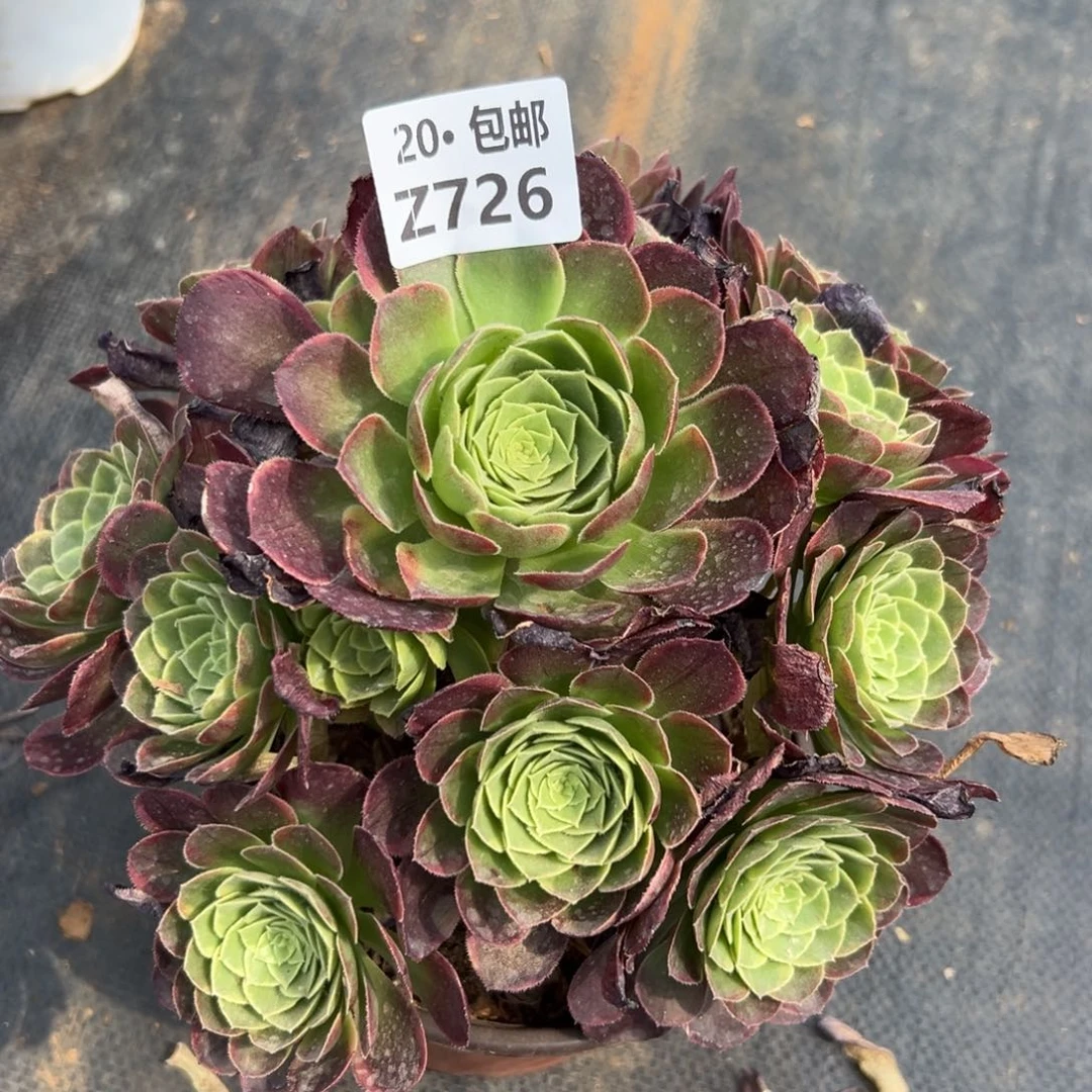 726奶白，满20包邮