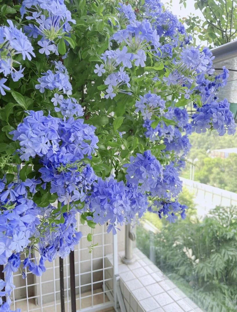 木涧花坊    蓝雪花盆栽四季观花耐热好养植物阳台庭院爬藤