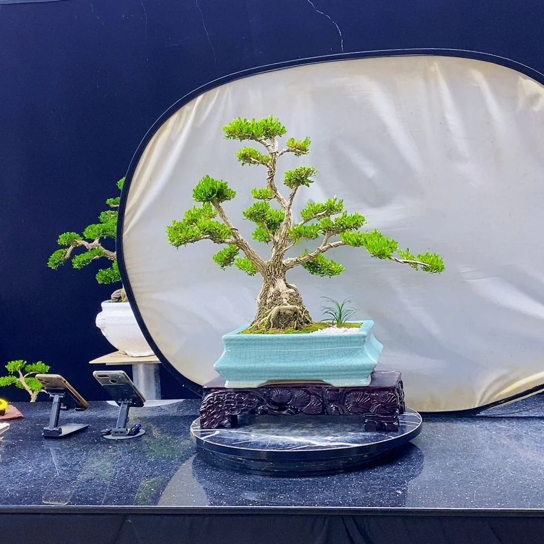 无花朵黄杨盆景造型