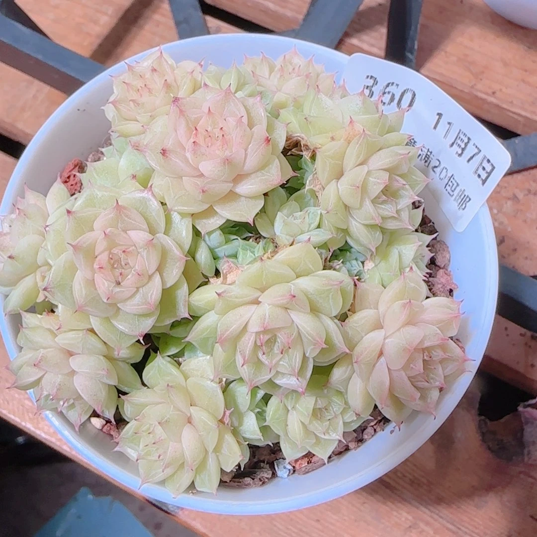 沐***苏花语逸镜1107-360散