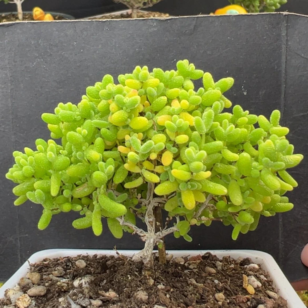 【闪购商品】dy6064蜜橘糖球冠幅7.5cm