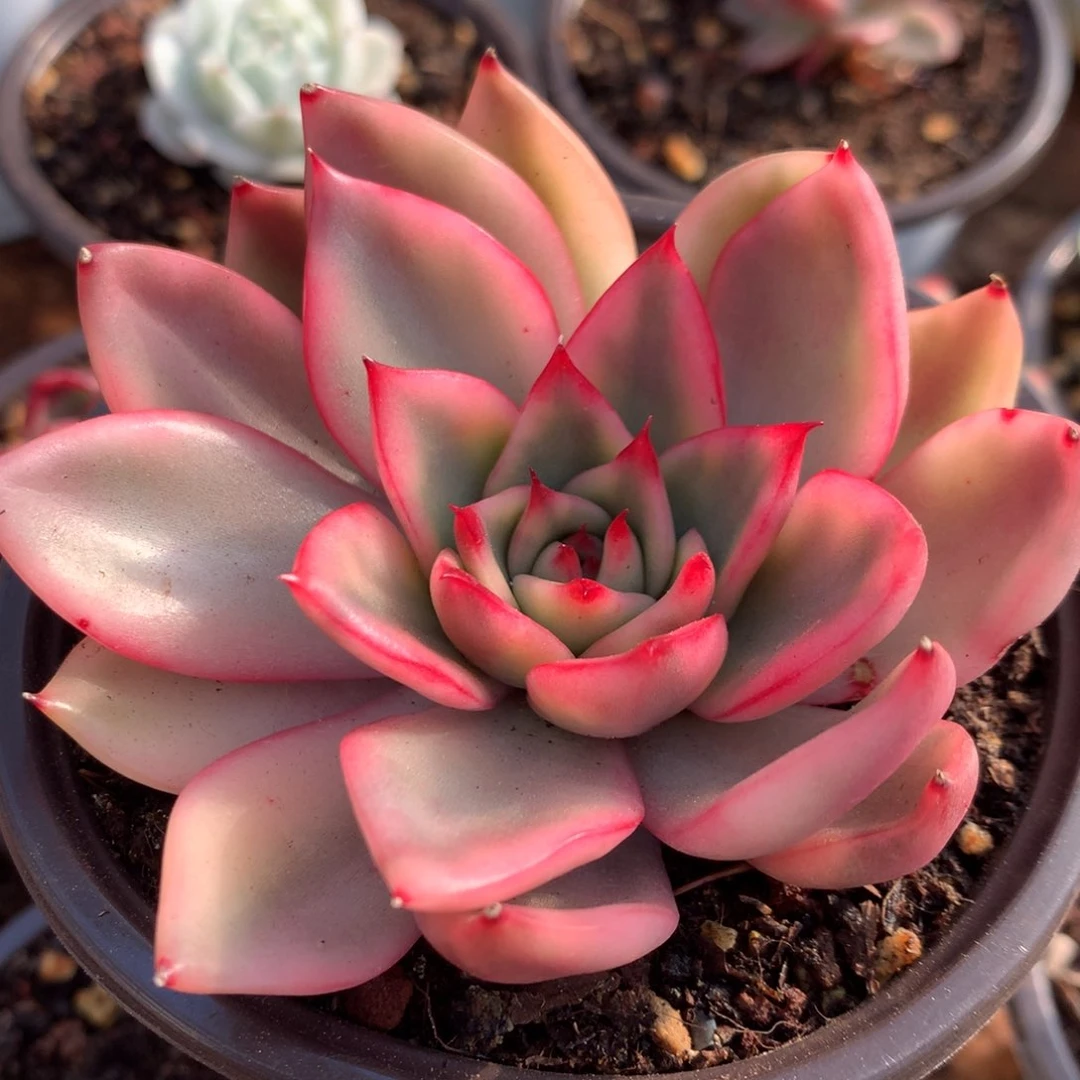 野马j j j j j j j j