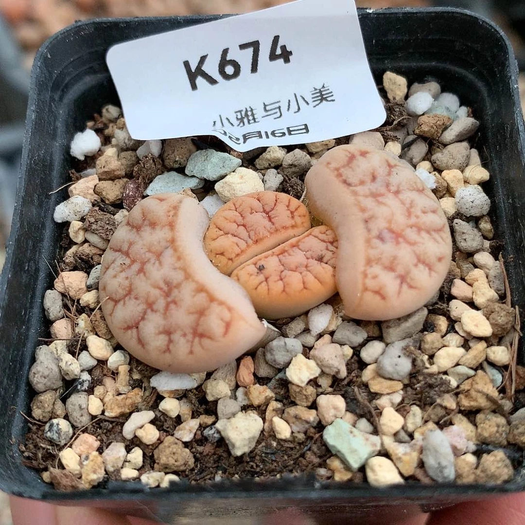 K674多肉植物保护