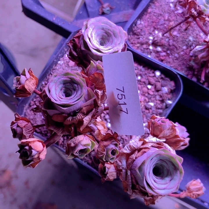 7517山地玫瑰花群