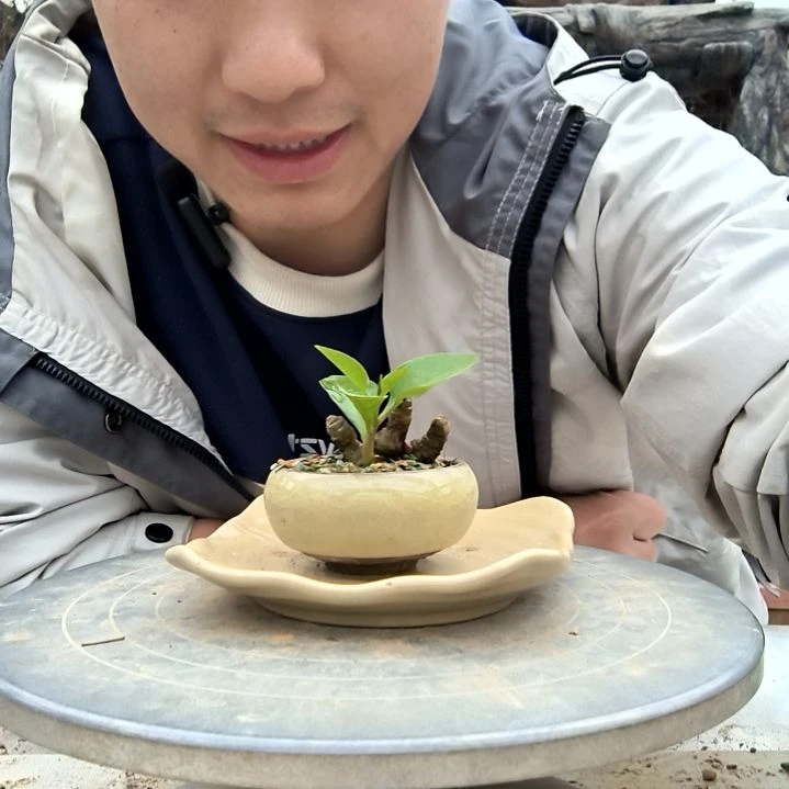 浩*小盆景小植物一物一拍18
