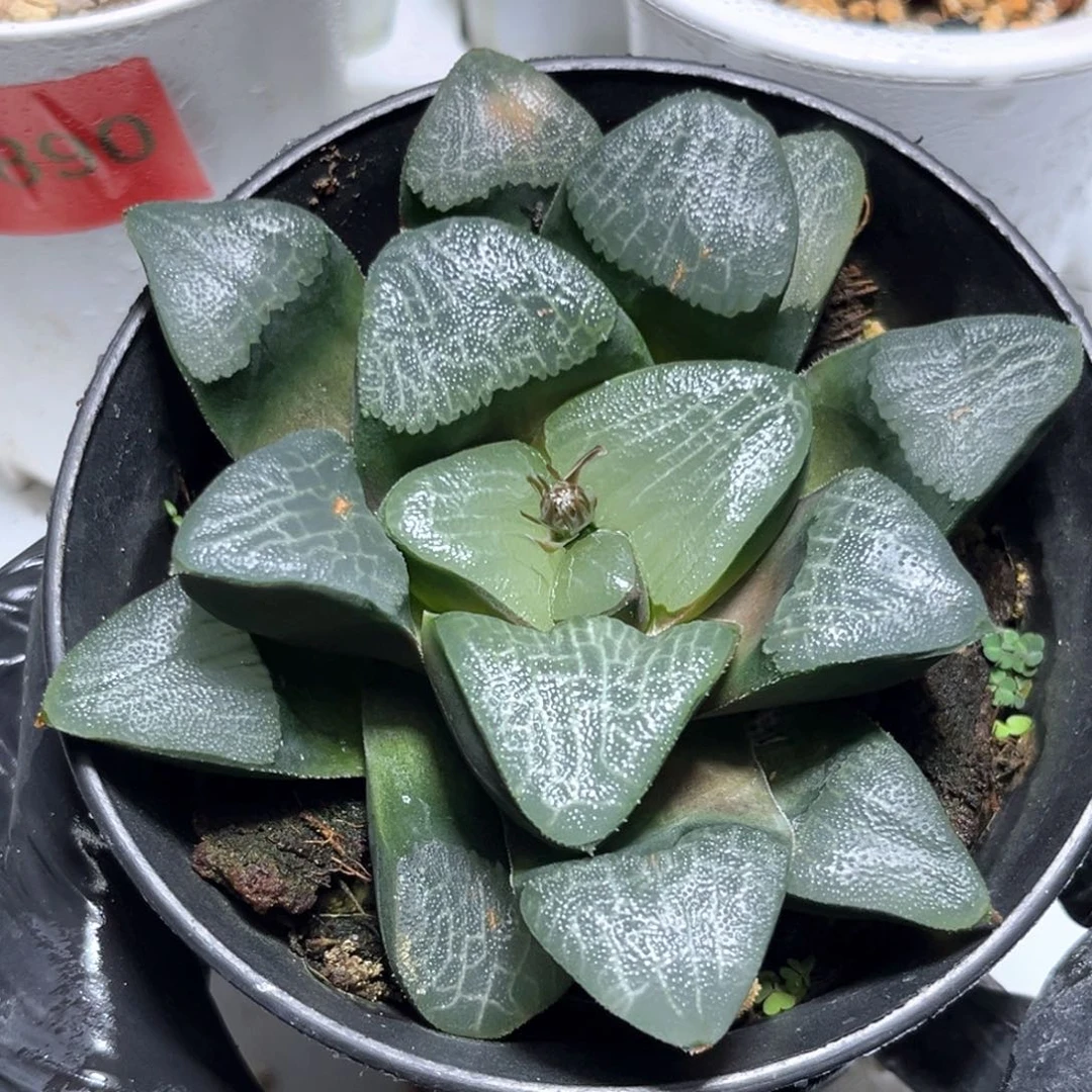 恭喜发财大吉大利1140