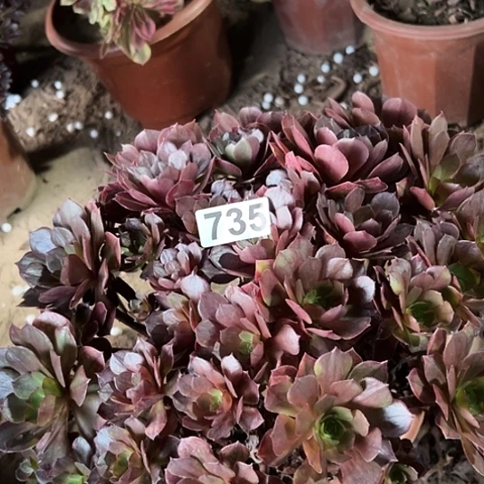 古***姐多肉植物一个变易735