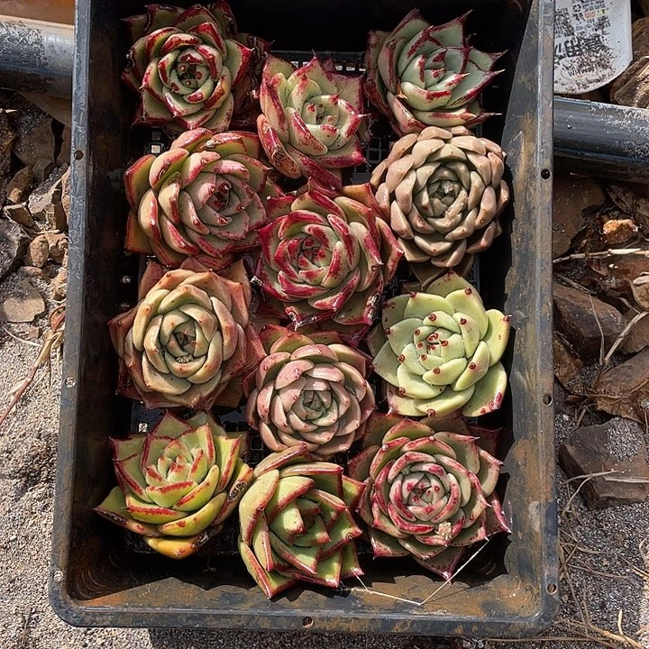 若如东云组拍A548