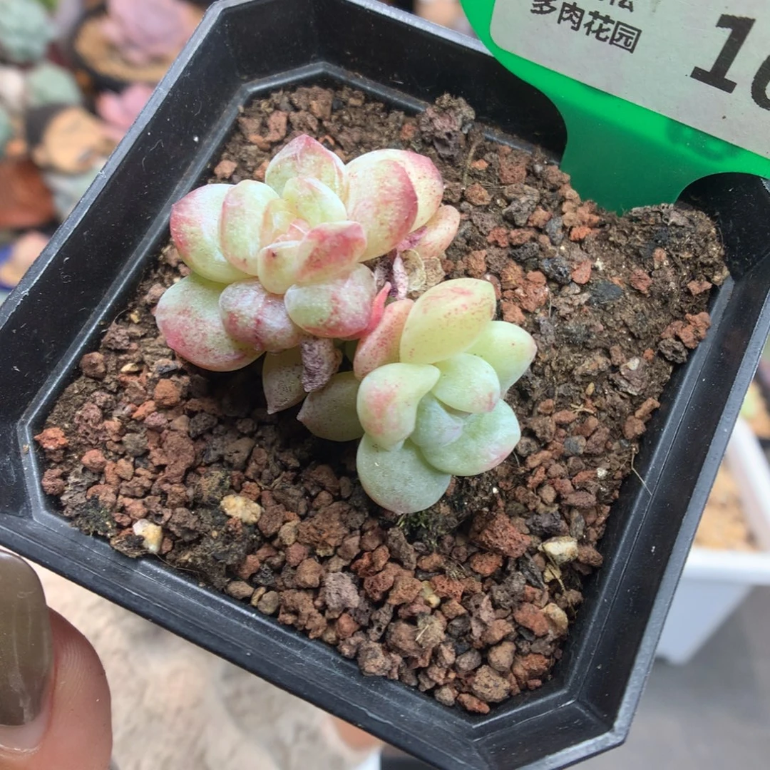 163双头异色冰玉石化