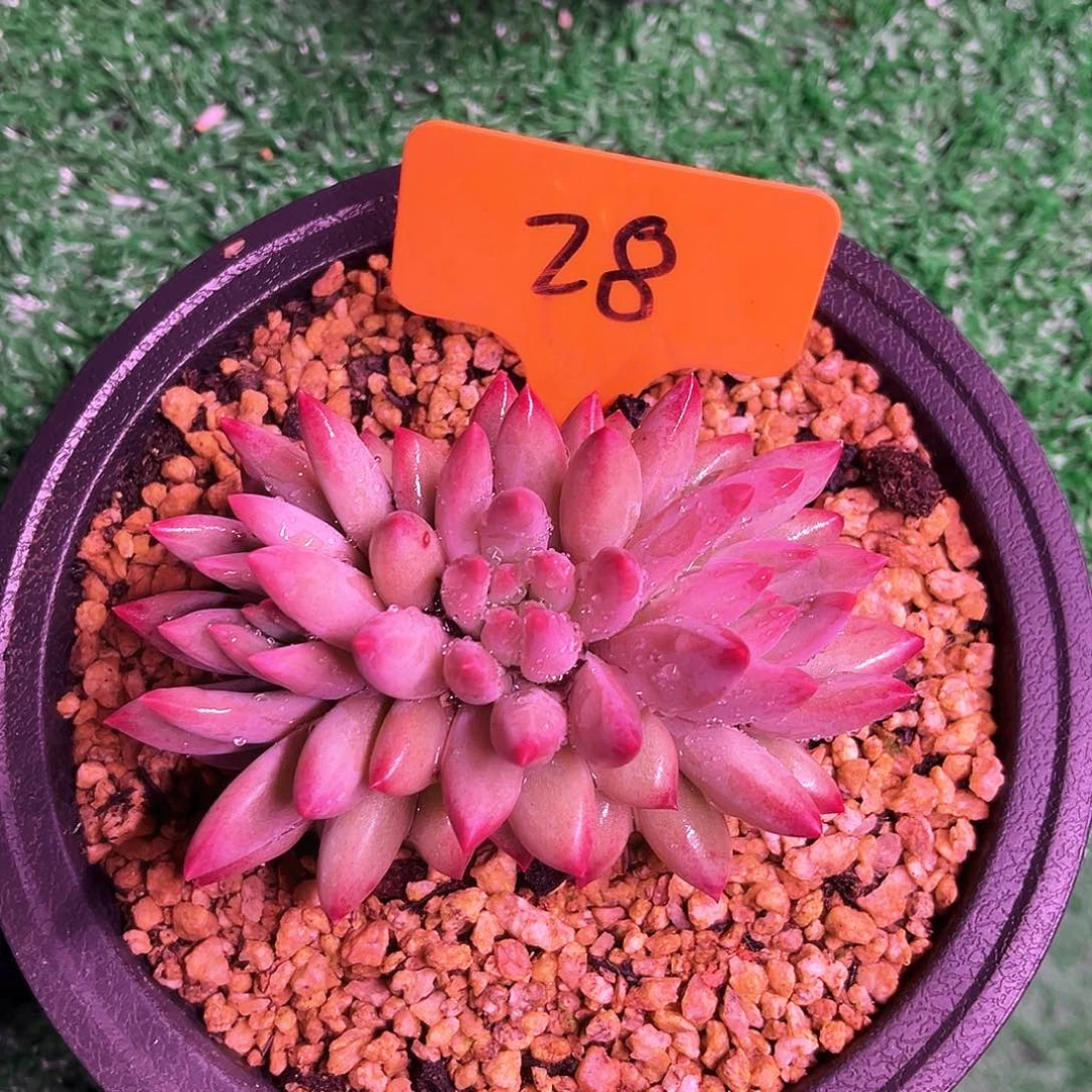 虞美人28号码牌子的话题了