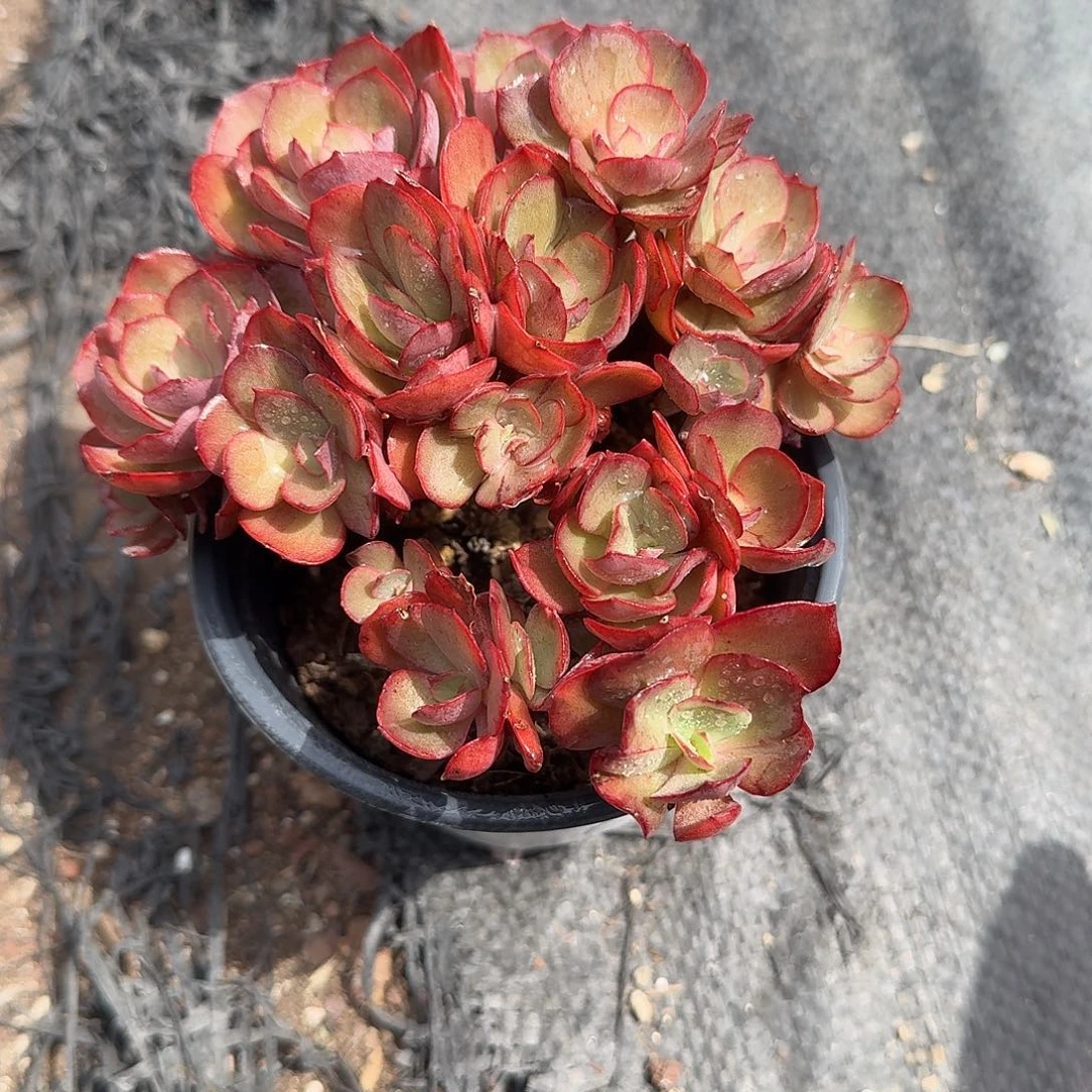 秀妍多肉植物精品