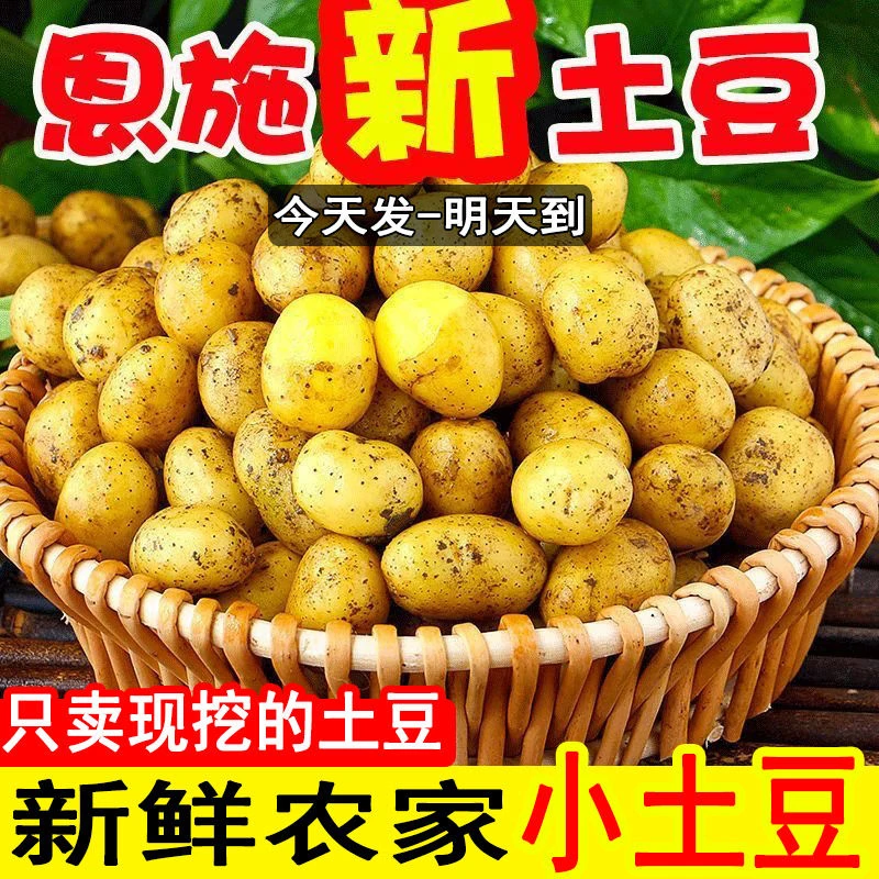 江橙小哥湖北现挖恩施富硒小土豆黄心土豆农家小土豆正宗小土豆
