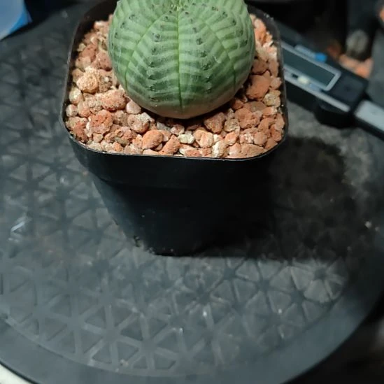 安***民实生布纹球脱盆发货