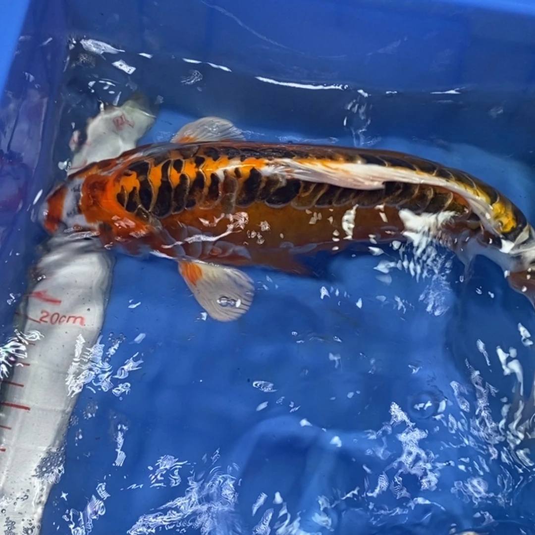 锦鲤冷水锦鲤包邮转