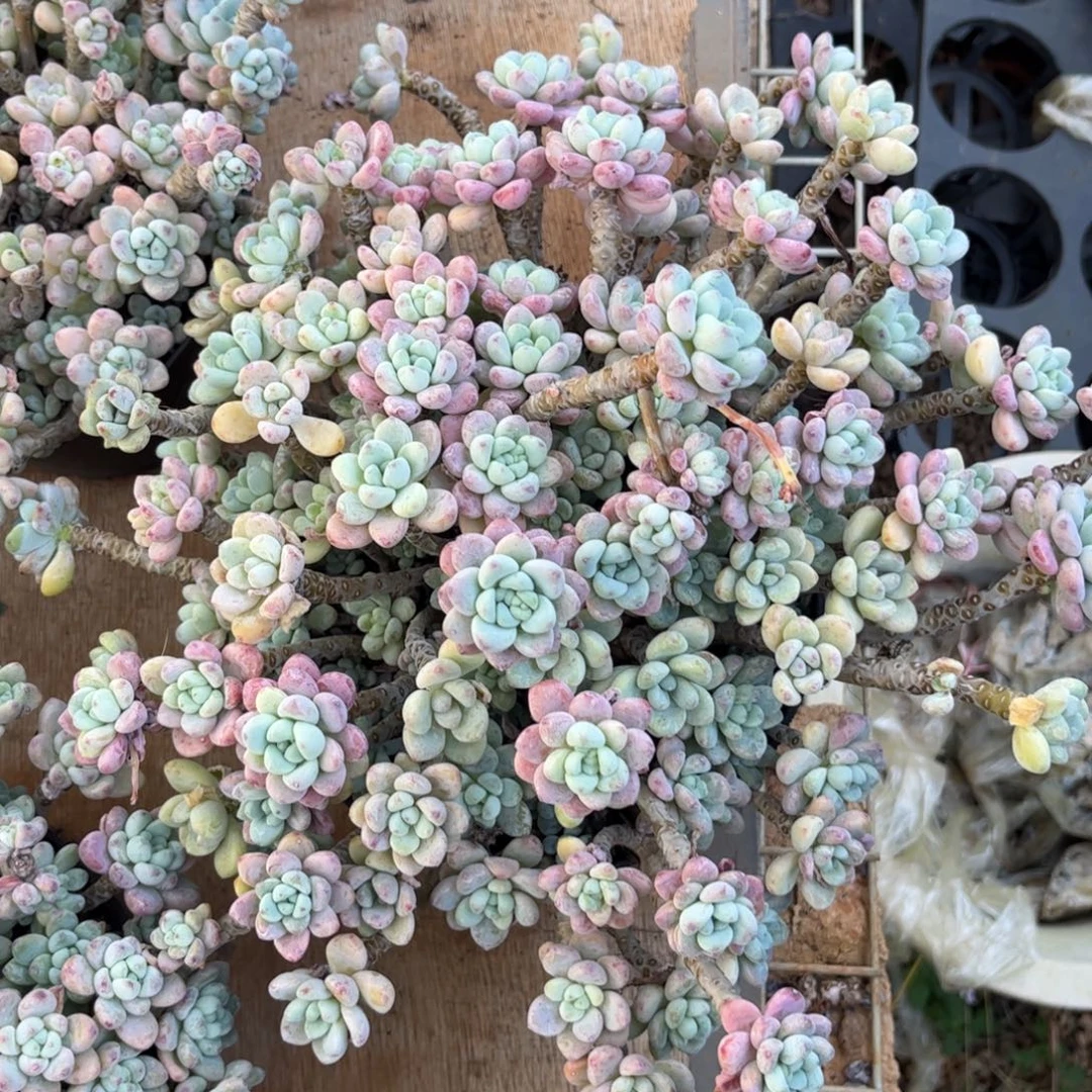 新疆西藏内蒙不发货，劳尔