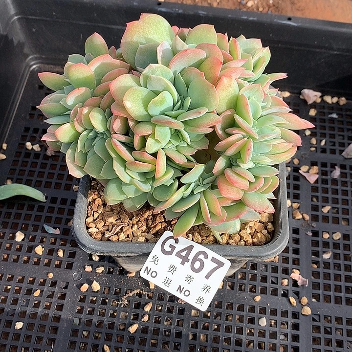 暴***豆韩版白凤缀化 一物一拍9月12后发