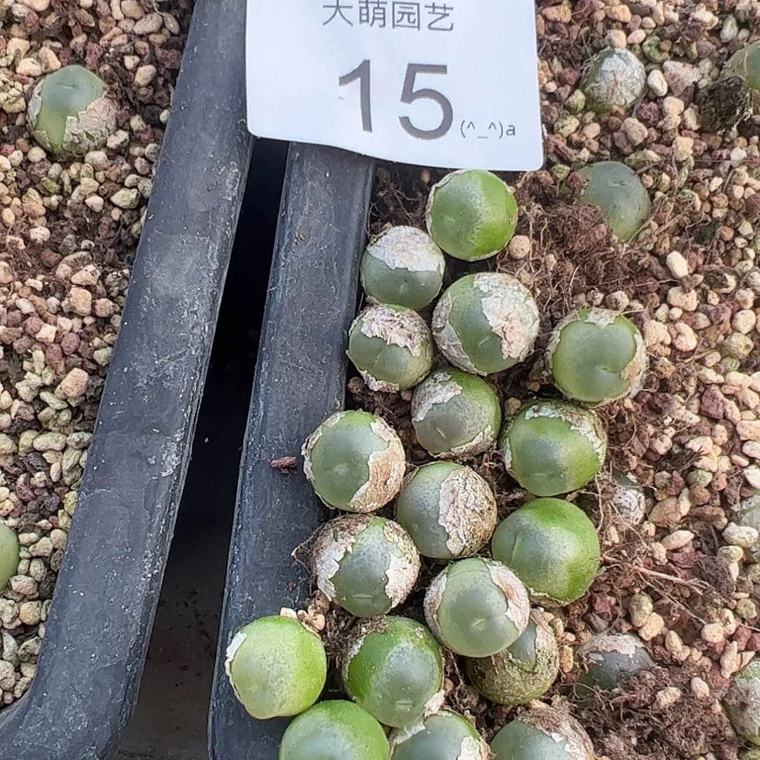 000015量拍以下2颗4年拉登