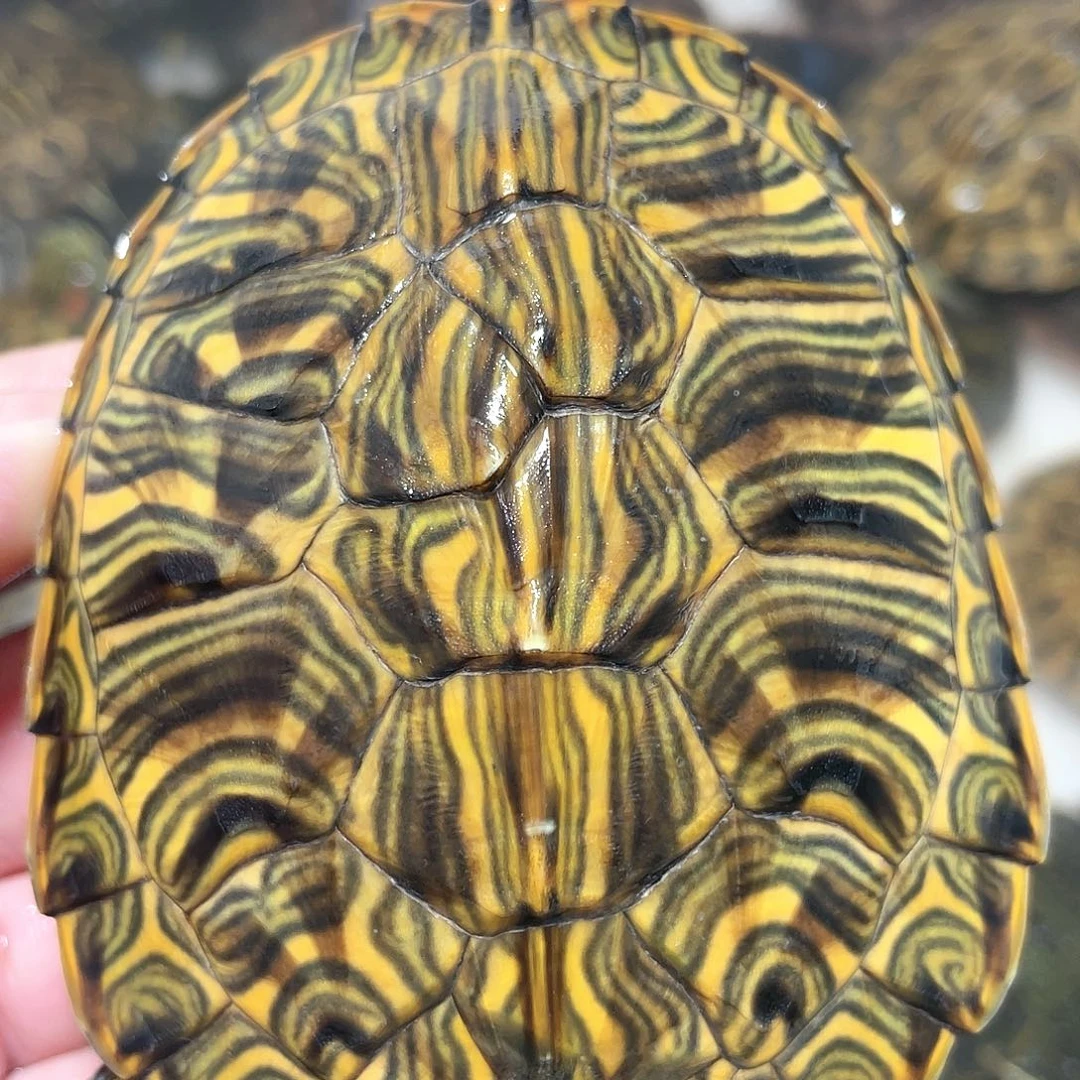 宠物龟不分公母9错甲