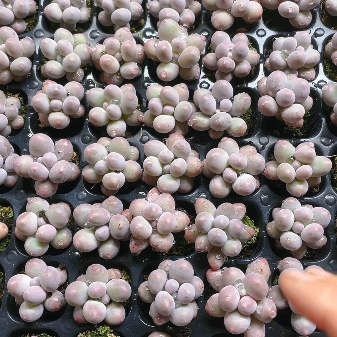 三个汤圆穴满25包邮