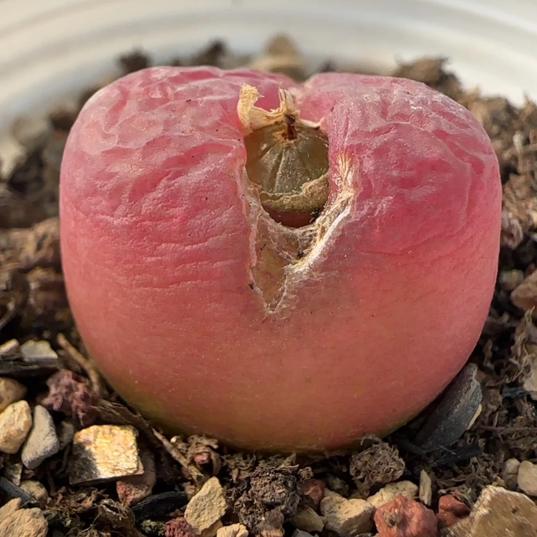 642带盆土发货0000