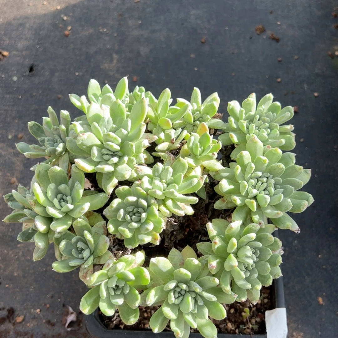 法瑞杂交仙女杯啊啊