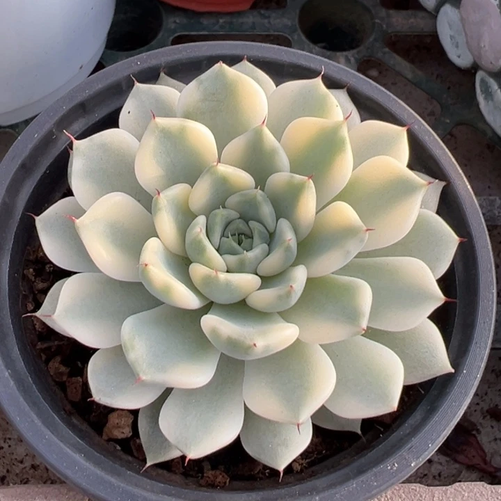 妲己一物一拍锦龙