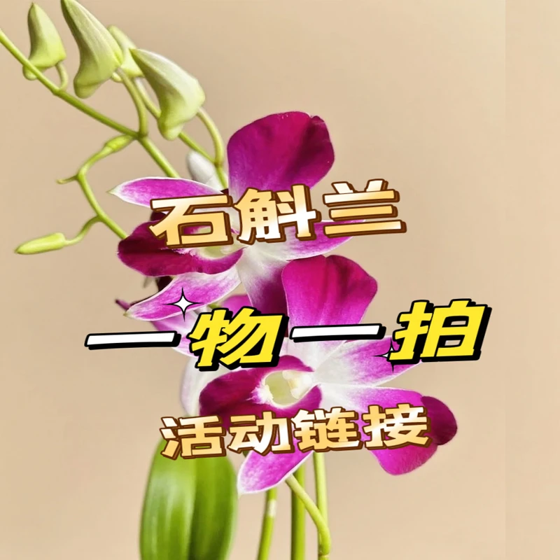 一物一拍秋石斛斛花兰盆栽四季开花多苗多花剑（开花机器）