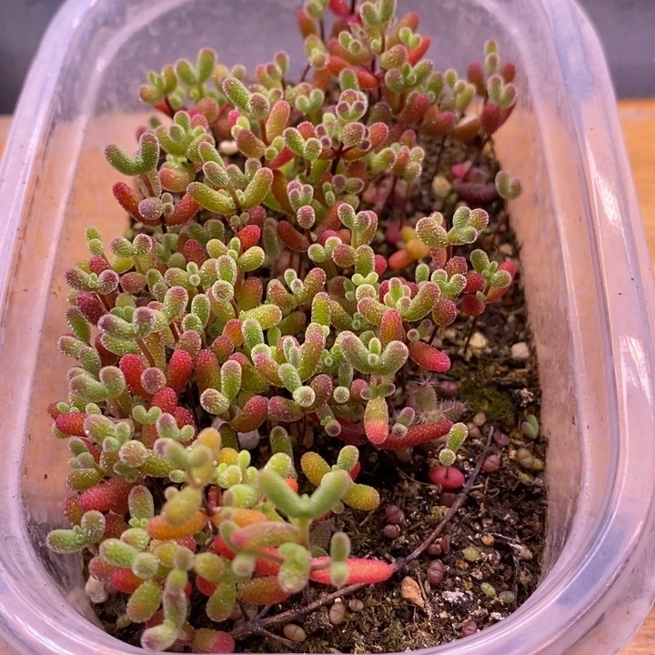 猪***友无花朵2混合切糕。