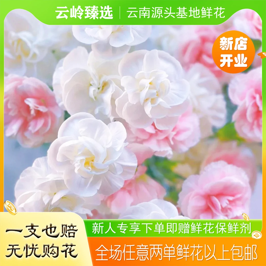 1单中通2单升级空运，低温地区不拍保温棉不售后）白茉莉 康乃馨