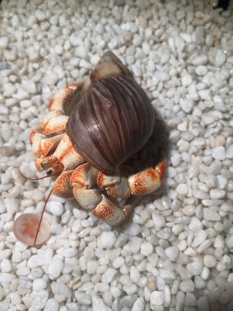 寄居蟹懒人迷你宠物新手好养养活桌面萌宠观赏蟹网红潮人草莓送礼